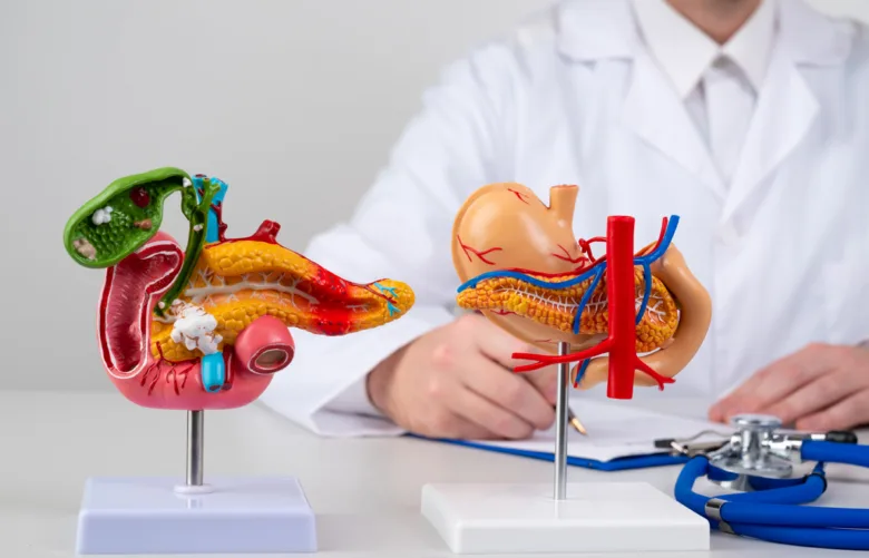 Anatomické modely slinivky břišní u lékaře pro vysvětlení zánětu.