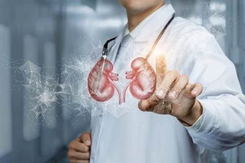Doctor with kidneys hologram