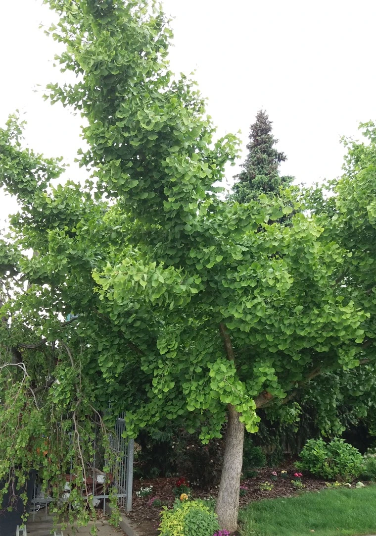 Zdravý strom Ginkgo biloba s charakteristickými listy v zahradě.