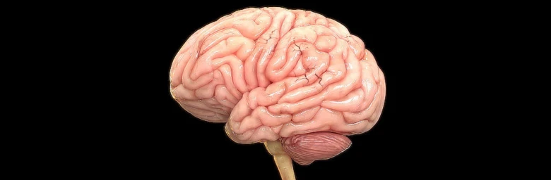 Anatomický model lidského mozku s viditelnými záhyby.
