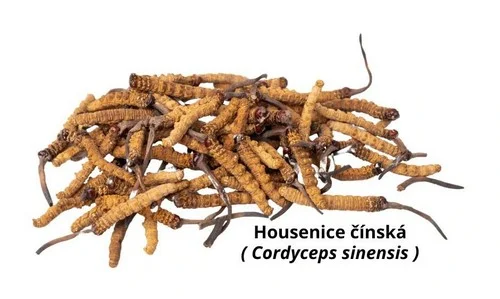 Suchá houba cordyceps čínská na bílém pozadí.
