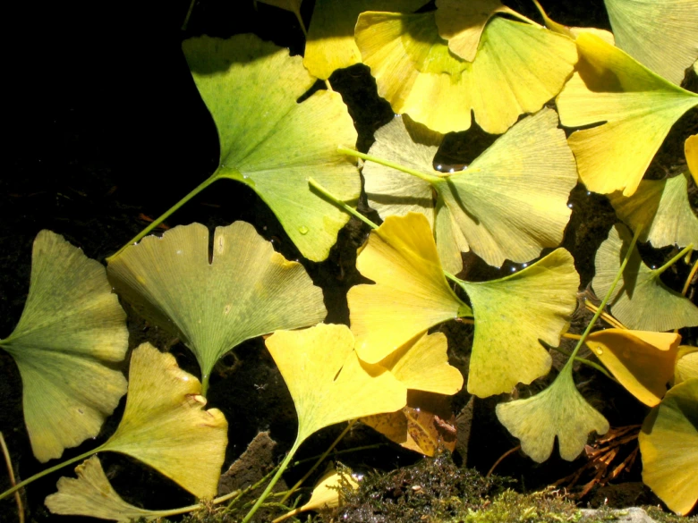 Žluté listy Ginkgo biloba na tmavém pozadí s kapkami vody.