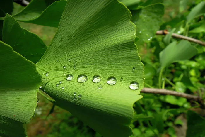 Zelený list ginkgo s kapkami vody na povrchu.