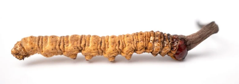 Sušený houbkový larvový útvar Cordyceps sinensis na bílém pozadí.
