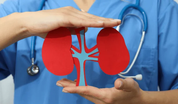 Ruce drží papírový model ledvin před lékařem v modrém obleku.