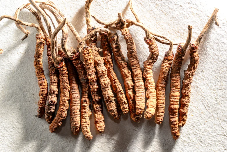 Sušené houby cordyceps na bílém pozadí.