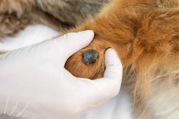 Veterinář ukazuje bradavici na kůži psa.
