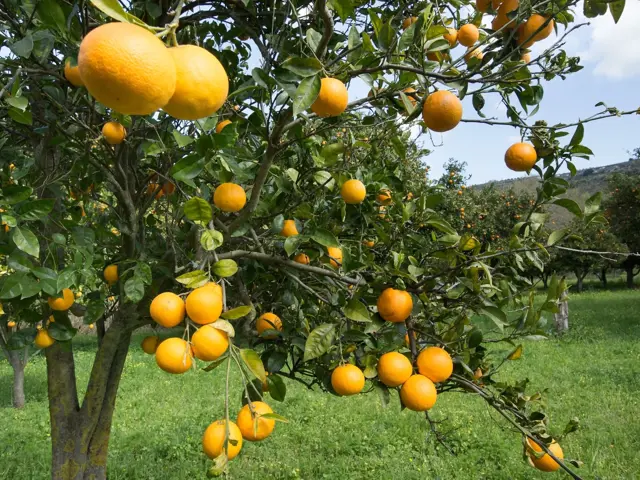 Strom s mandlemi plný zralých pomerančů na pozelené trávníku.