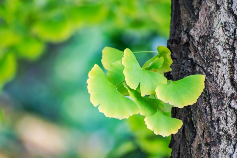 Ginkgo biloba leaves on tree trunk