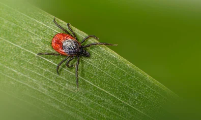 Tick on leaf