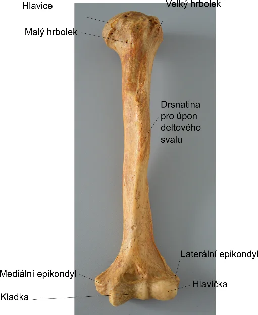 Lidská kost pažní s označenými anatomickými částmi.