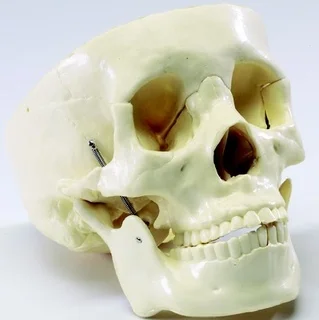 Anatomický model lidské lebky s viditelnými kostmi.
