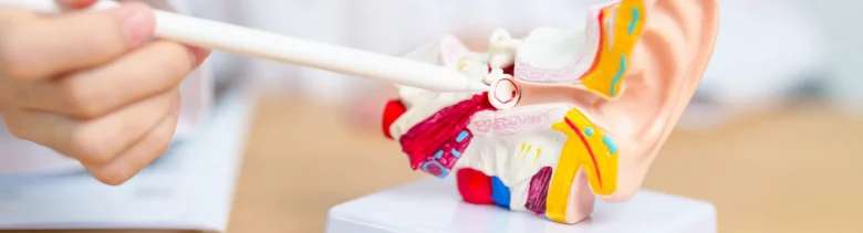Anatomický model ucha ukazující zánět středního ucha.