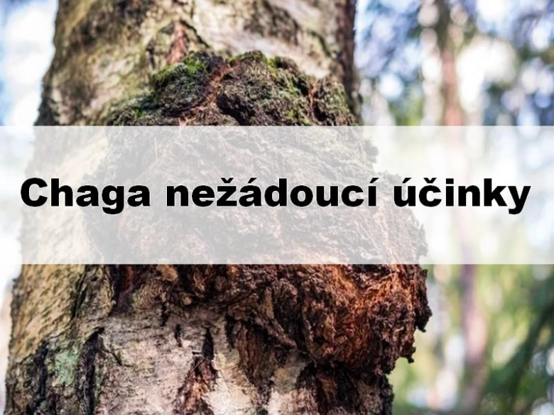 Čágová housta rostoucí na kůře břízy v přírodě.