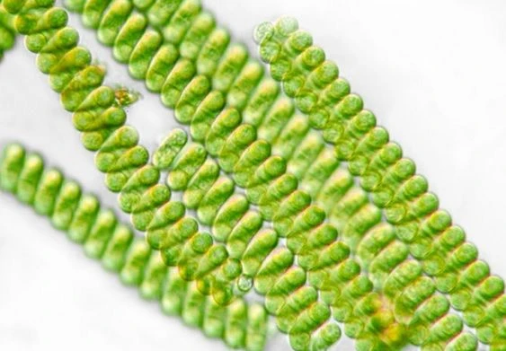 Zvětšený pohled na zelené řasy spiruliny pod mikroskopem.