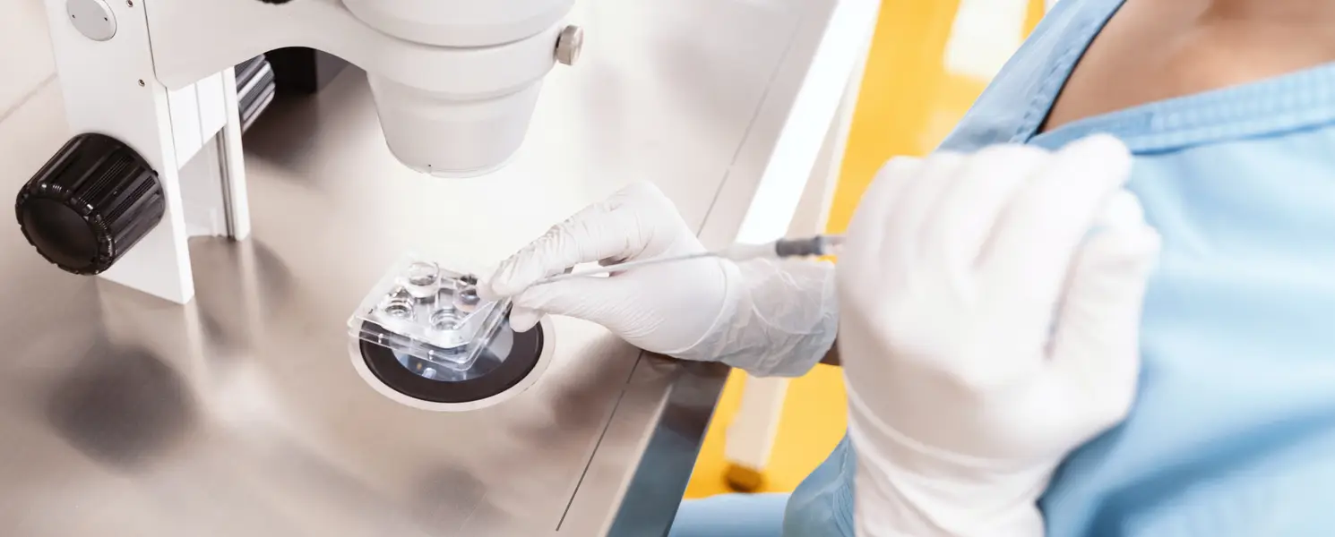 Ruce v rukavicích umisťují nádobu pod mikroskop pro inseminaci.