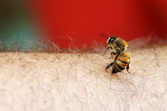 Bee on human skin