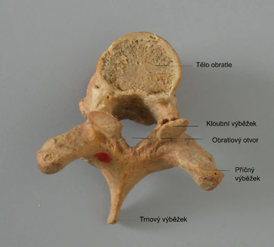 Model lidské obratle s označenými částmi v češtině.
