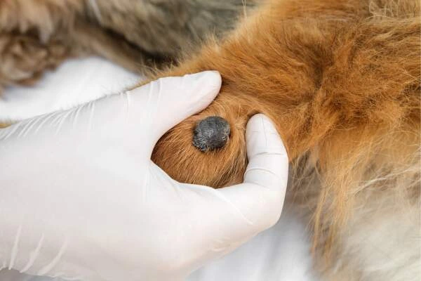 Růst na chodidle psa ukazuje veterinář v rukavicích.