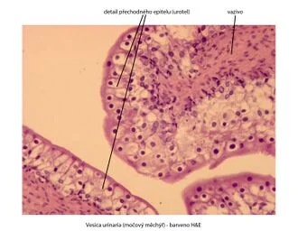 Histologický přípravek močového měchýře s vrstvami epitelu.