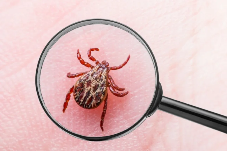 Tick on skin under magnifier