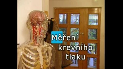 Anatomický model lidského těla s vyznačenou cévní soustavou.