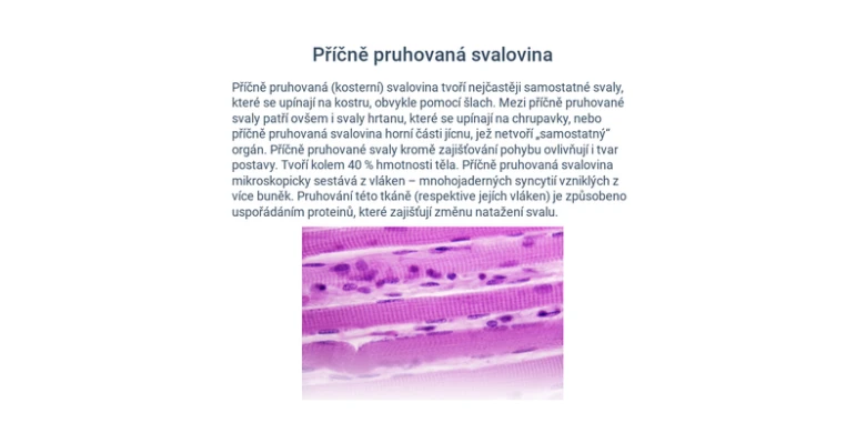 Mikroskopický příčný řez kosterní svaloviny s jádry.